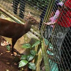 Hari Libur Satwa Ragunan Masih Tunggu Proses Administratif