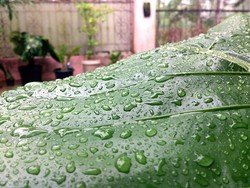 ada hujan di balik daun