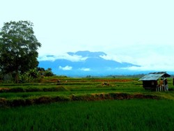 Hijaunya Pedesaan di Minangkabau