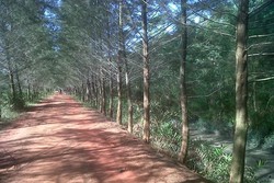 Bangka Botanical Garden, Oase Tersembunyi di Pulau Bangka