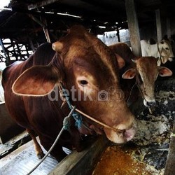 RI Punya 14,24 Juta Ekor Sapi dan Kerbau, Mayoritas Berkelamin Betina