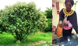 Mursik, Rahasia Orang Kenya Punya Tubuh Fit dan Bugar 