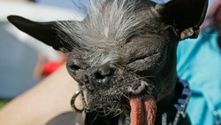 Anjing dengan Predikat Terjelek Sedunia 2007 Mati karena Kanker