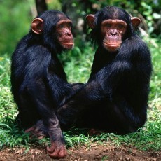 Pengadilan AS Diminta Akui Hak Asasi Simpanse Layaknya Manusia