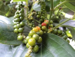 Jalan-jalan ke Kebun Lada di Pulau Bangka