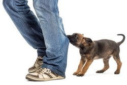 Tergigit Anjing Otomatis Langsung Kena Rabies? Ini Kata Dokter