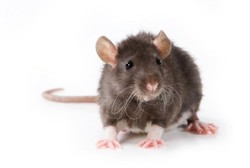 Saat Banjir Melanda, Hati-hati Terserang Penyakit Kencing Tikus