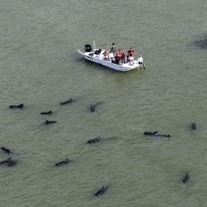 41 Ekor Paus Terdampar di Pantai Florida, 10 Ekor Mati