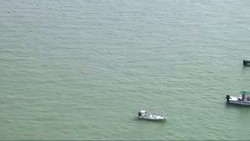 Puluhan Paus Terdampar di Florida, 10 Ekor Mati