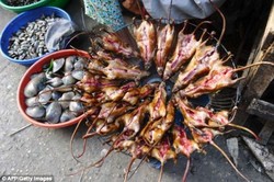 Di Vietnam, Daging Tikus Jadi Santapan Favorit