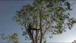 Seperti Inilah Upaya Pelestarian Koala