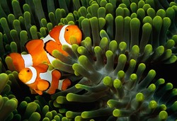 Aneka Foto Bawah Laut Paling Mengagumkan (Bag 1)