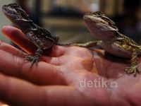 Indonesia Pets Plants Aquatic Expo