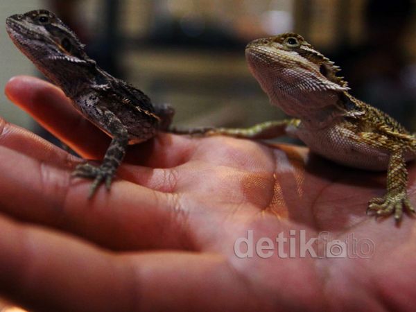 Indonesia Pets Plants Aquatic Expo