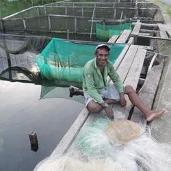 Ikan Mujair Kembali ke Laut? Orang Papua Punya Bisa 