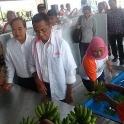 Dahlan Kaget BUMN Bisa Ekspor Pisang dalam Waktu 1 Tahun