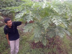 Pemuda Lulusan SMK Ini Raup Jutaan Rupiah dari Bisnis Pepaya