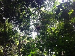 Bayi Orangutan Lahir di Taman Nasional Kutai