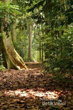 Weekend Segar Jalan-jalan ke Situ Gede Bogor