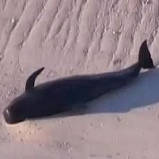 Sudah 22 Ekor Paus yang Terdampar di Pantai Florida Mati