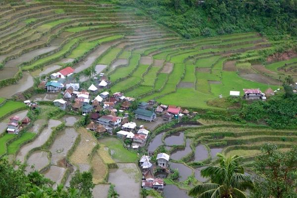 Inilah Sawah Berundak Tertua Sedunia di Filipina