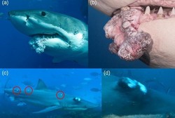 Masih Percaya Hiu Obat Mujarab? Bahkan Hiu Sendiri Bisa Kena Kanker