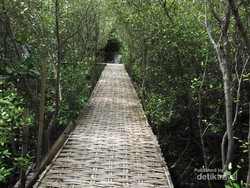 Surabaya Nggak Cuma Mal, Coba ke Hutan Bakau