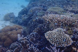 Fun Diving di Pulau Sangalaki Derawan, Seru!