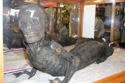 Mumi Manusia Setengah Buaya & 5 Koleksi Museum Mengerikan