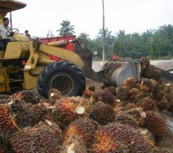 Dua Investor Lepas Saham BWPT Rp 1,04 Triliun