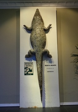 Bertemu Buaya 4,5 Meter di Jatim Park 2