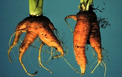 Beli Buah dan Sayur Cacat Bisa Kurangi Jumlah Makanan Terbuang