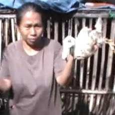 Ribuan Bebek Bantuan Pemprov Jatim Mati Mendadak