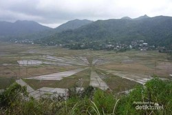 Cuma di Indonesia! Formasi Sawah Berbentuk Sarang Laba-laba