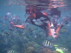 Snorkeling di Karimunjawa, Perfect!