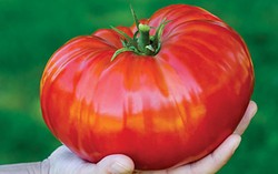 Wow, Tomat Sebesar Kepala Ini Bisa Ditanam di Rumah!