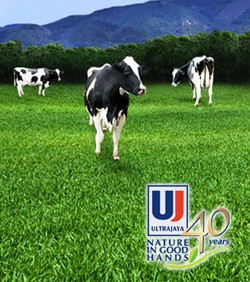 Peternakan Ultrajaya di Berastagi akan Punya 23.000 Sapi Perah