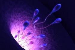 Telah Lahir, Robot Sperma yang Bisa Membantu Proses Pembuahan