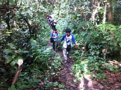 Pembalak Liar Babat 500 Hektar Hutan di Berau Kaltim