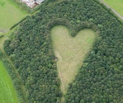 Mengenang Mendiang Istri, Pria Ini Tanam Ribuan Pohon Berbentuk Hati
