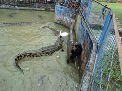 Ngeri! Menonton Buaya Ngamuk di Bangka