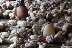 4 Kasus Seks Menyimpang dengan Binatang di Indonesia