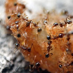 Fotografer Cilik Indonesia Juara Kontes Foto Dunia