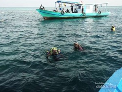 Pulau Pramuka, Snorkeling & Main dengan Hiu
