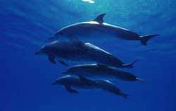 Pemerintah Italia Lakukan Investigasi Penjualan Daging Lumba-lumba