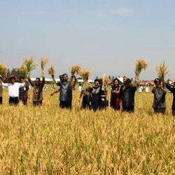 Dilema Karawang, Pilih Jadi Petani atau Jual Tanah untuk Industri