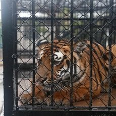 Penjaga Kebun Binatang China Tewas Diserang Harimau