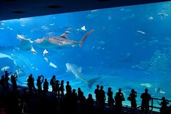 Ini Dia 10 Akuarium Paling Keren di Dunia