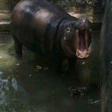 Koleksi Kuda Nil KBS Bertambah Satu Ekor