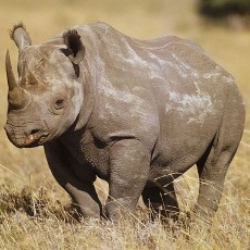 Memprihatinkan! Nyaris 1.000 Ekor Badak di Afsel Dibunuh Demi Culanya